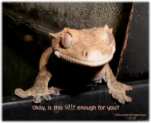 Silly Ciliatus?