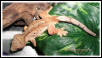 Orange Ice Ciliatus