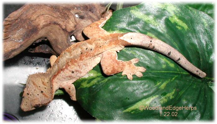 Orange Ice Ciliatus