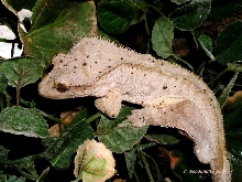 "Orange Ice" - male R. ciliatus
