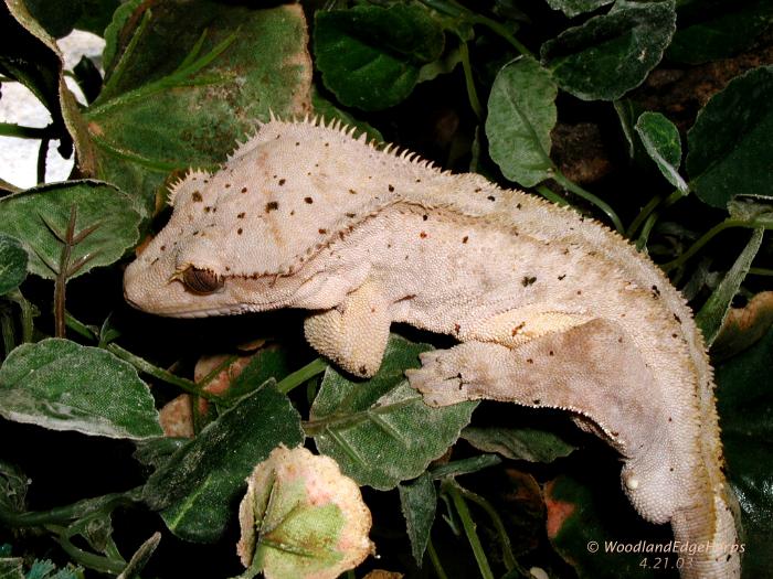 "Orange Ice" - male R. ciliatus