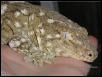 Oscar Leachianus