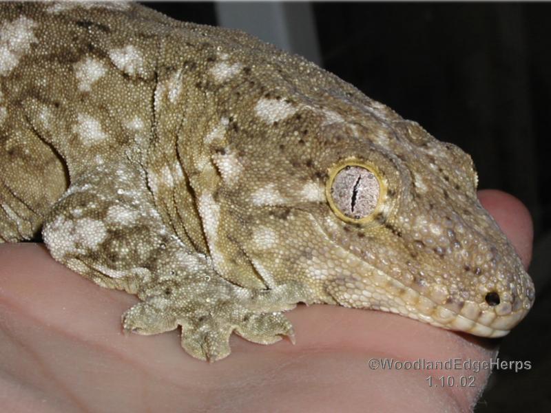 Oscar Leachianus