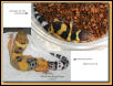 Colour and Pattern Change in Leopard Geckos