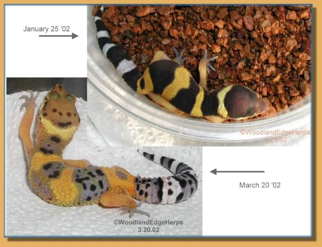 Colour and Pattern Change in Leopard Geckos