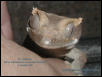 Crested Gecko neonate