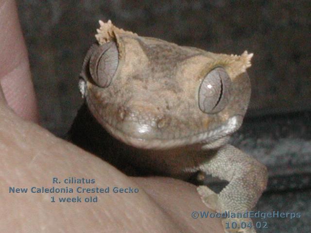 Crested Gecko neonate