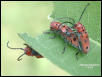 Unidentified Red Beetles