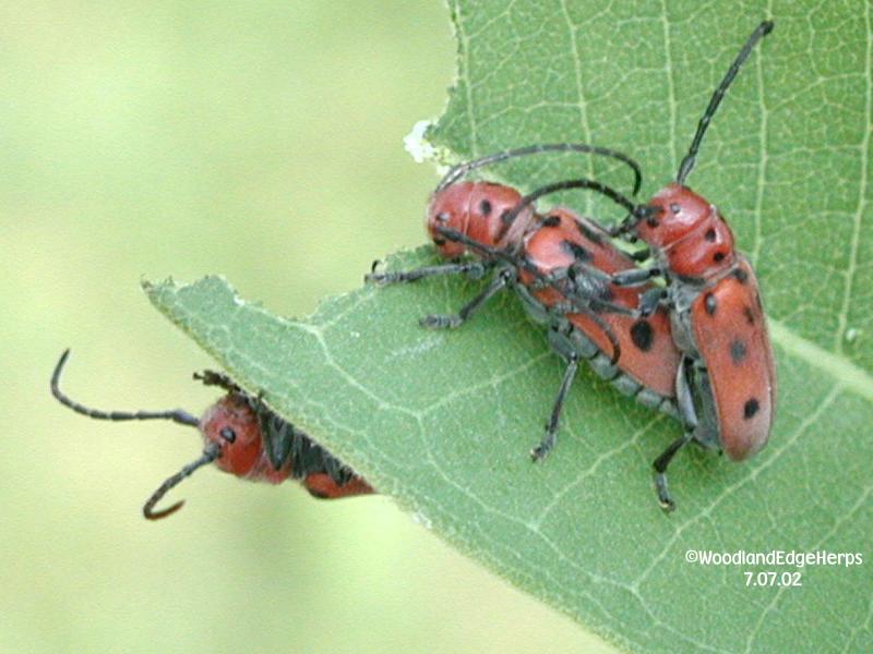 Unidentified Red Beetles