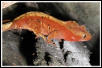 R. ciliatus hunting