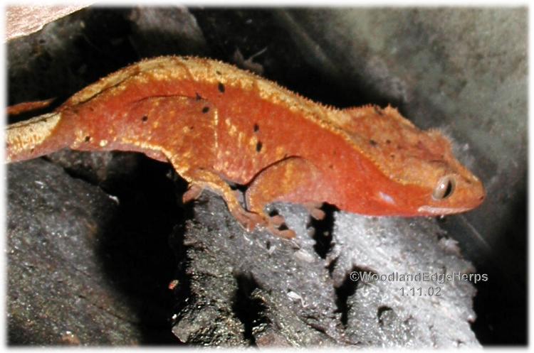 R. ciliatus hunting