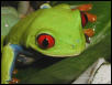 Red-eyed tree frog