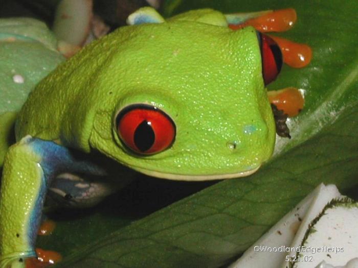 Red-eyed tree frog