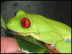 Red-eyed tree frog