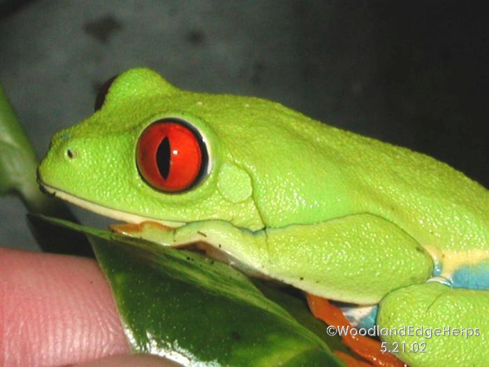 Red-eyed tree frog