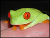 Red-eyed tree frog
