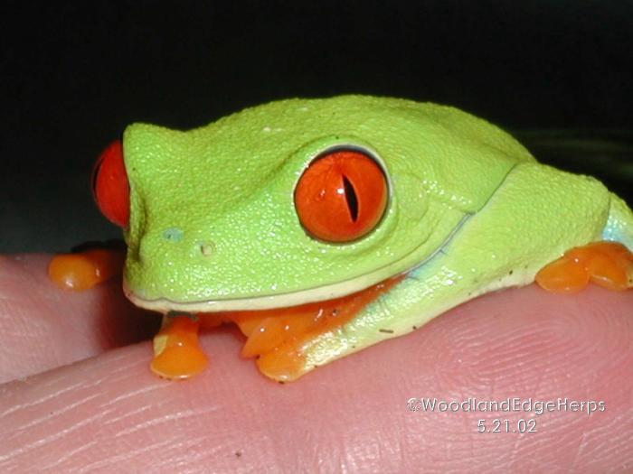 Red-eyed tree frog