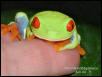 Red-eyed tree frog