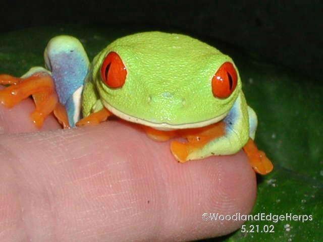 Red-eyed tree frog