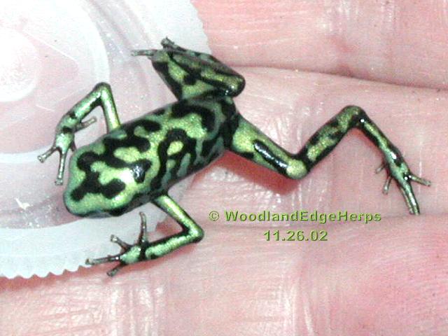 Green/Black Auratus (reticulated)