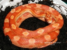 Amel motley corn snake