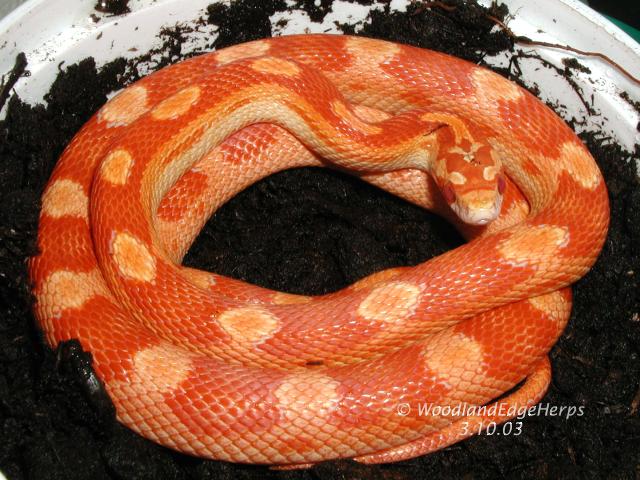 Amel motley corn snake