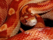 Amel Motley Corn
