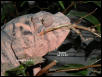 Panther Chameleon - Female