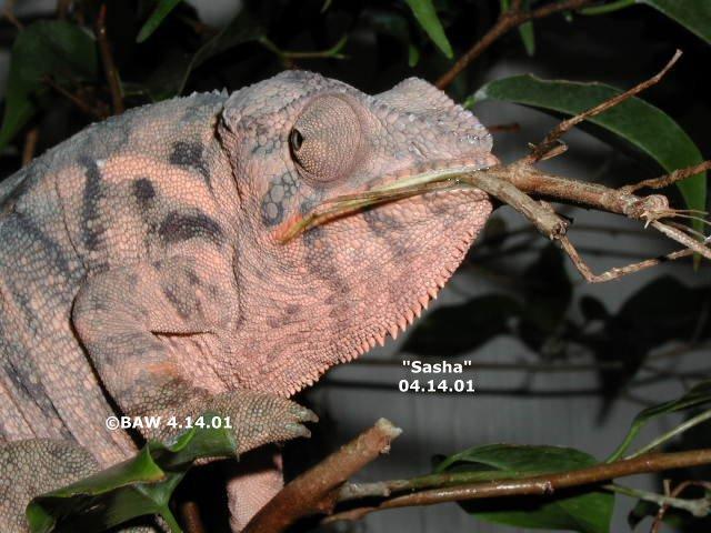 Panther Chameleon - Female