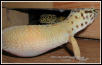 Gravid leo or what?