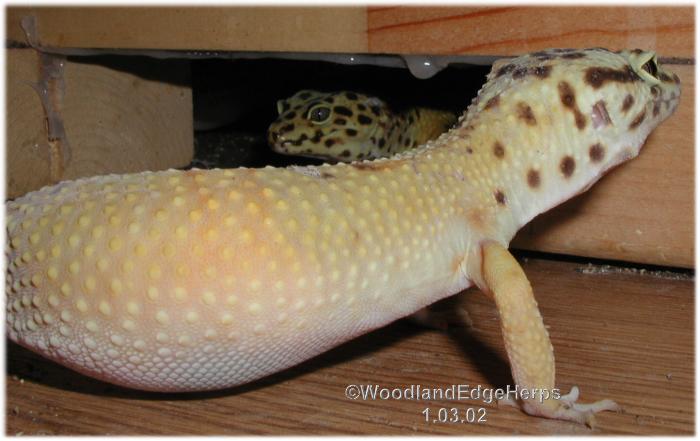 Gravid leo or what?