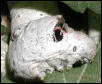 Silkworm - up close and personal