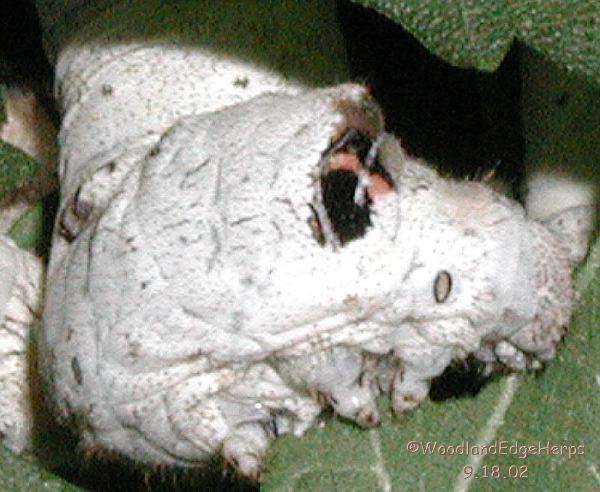 Silkworm - up close and personal