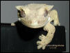 Ciliatus Portrait