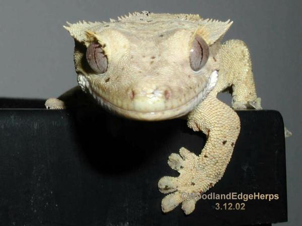 Ciliatus Portrait