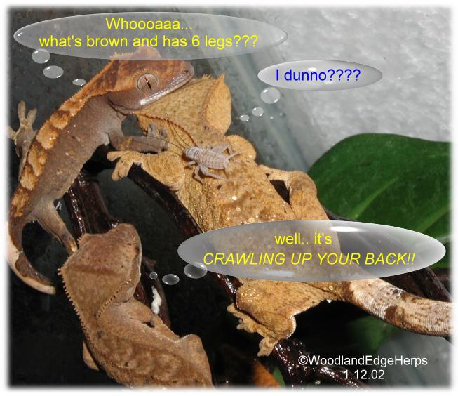 What's brown and has 6 legs?