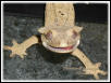 Smiling Ciliatus