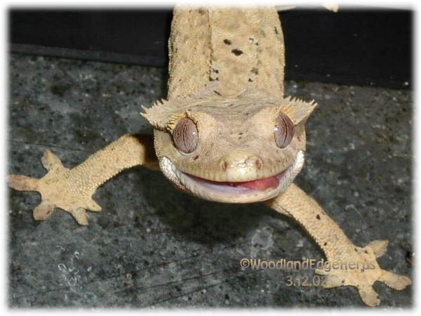 Smiling Ciliatus