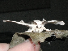 Silk moth
