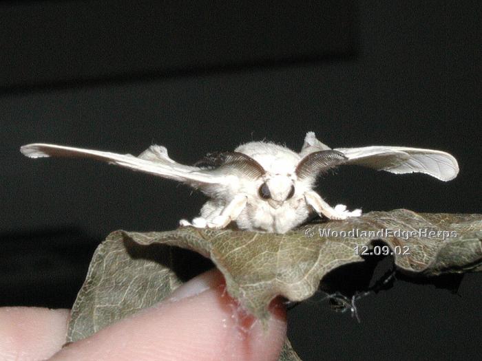 Silk moth