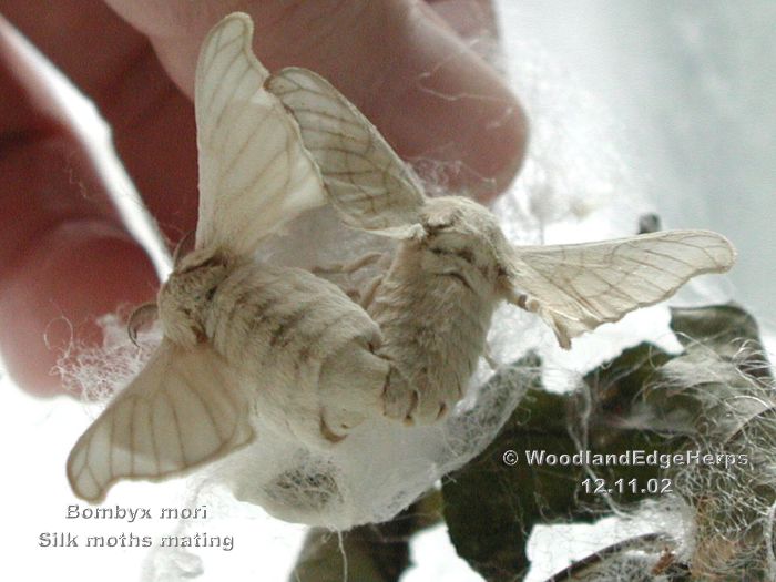 Silkmoths mating