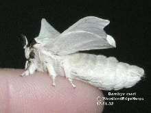 Silkmoth