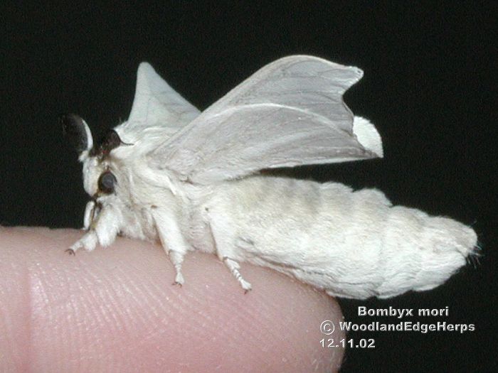 Silkmoth