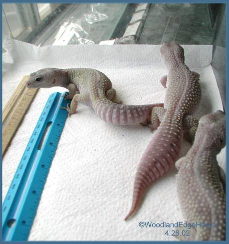 Three Blizzard Leopards