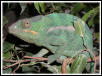 Panther Chameleon - Male