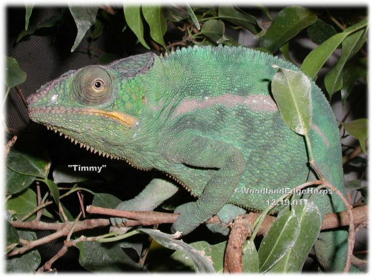 Panther Chameleon - Male