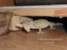 Leopard Gecko vs. Silkmoth