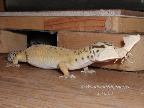 Leopard Gecko vs. Silkmoth