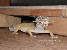 Leopard Gecko vs. Silkmoth
