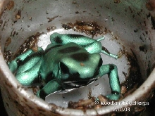 Turquoise and bronze D. auratus